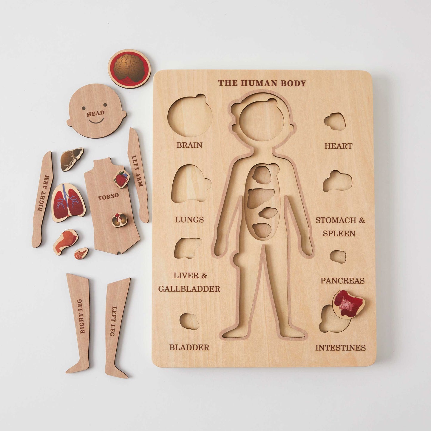 The Human Body Puzzle