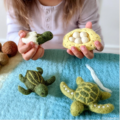 Life Cycle of Green Sea Turtle