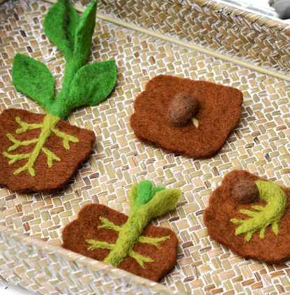 Felt Life Cycle of Bean Plant