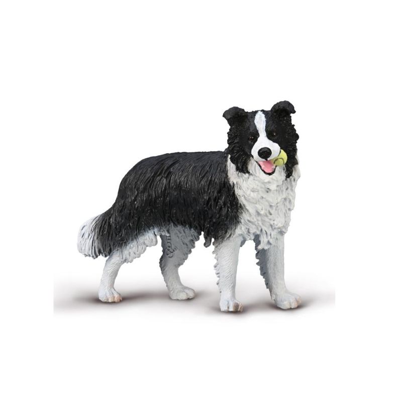 BORDER COLLIE